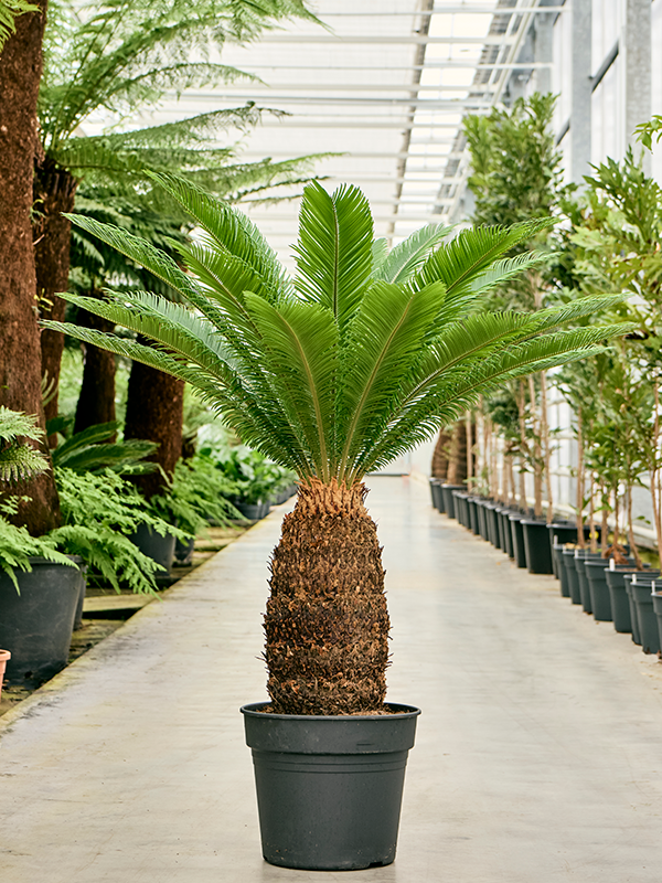 Cycas revoluta Stem (50-60) - Foto 82492