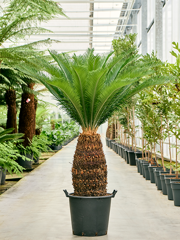 Cycas revoluta Stem (70-80) - Foto 82493