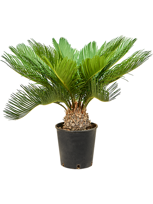 Cycas revoluta Stem, 41394 - Foto 82496