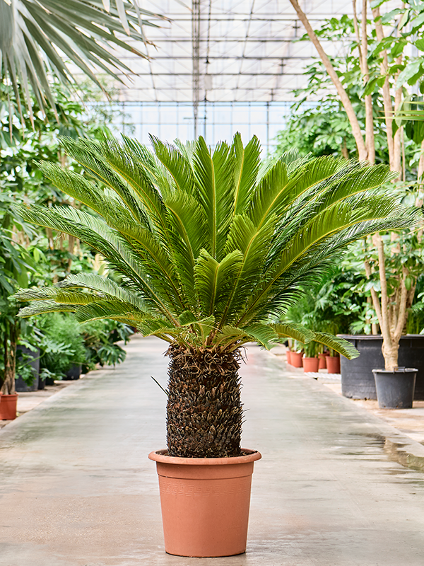 Cycas revoluta Stem, 41396 - Foto 82498