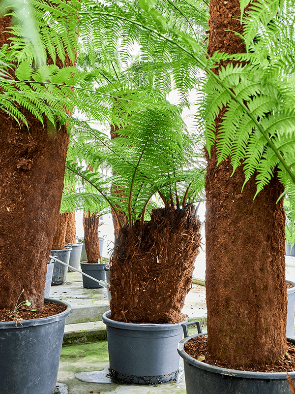 Dicksonia antarctica Stem 90 special - Foto 82505