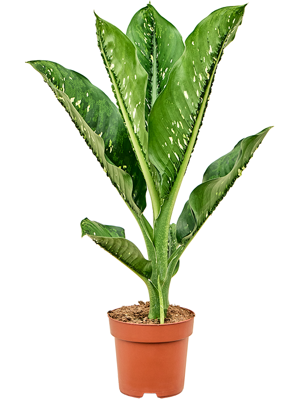 Dieffenbachia seguine 'Caiman' - Foto 82511