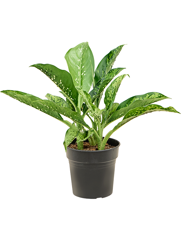 Dieffenbachia 'Crocodile' Bush - Foto 82512