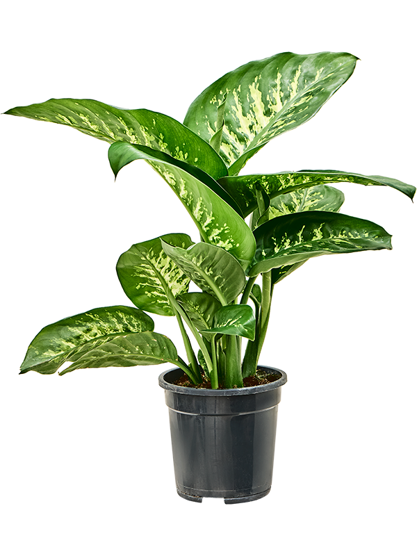 Dieffenbachia seguine 'Tropic Snow' - Foto 82513