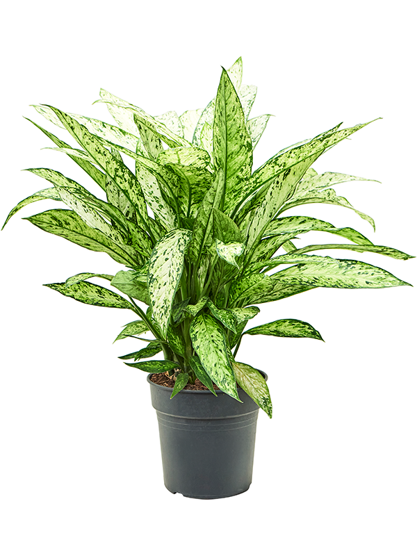 Dieffenbachia 'Vesuvius' Bush, 41413 - Foto 82514