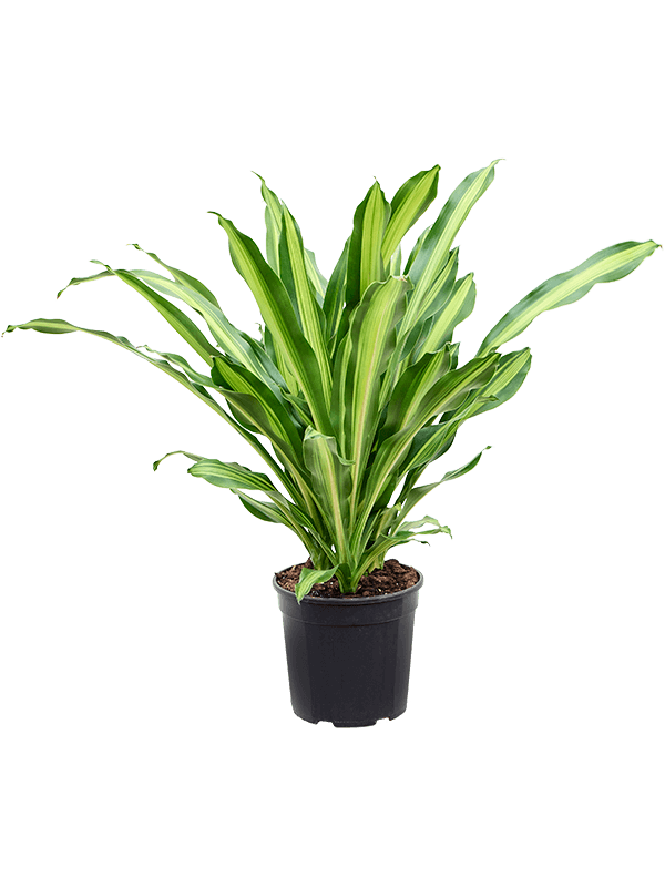 Dracaena fragrans 'Burley' 3pp - Foto 82515