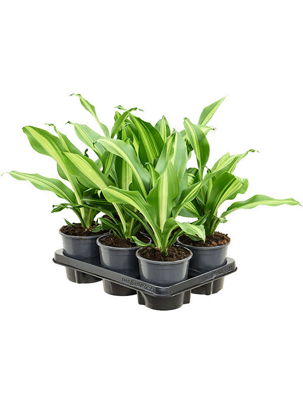 Dracaena fragrans 'Burley' 6/tray Head - Foto 82516