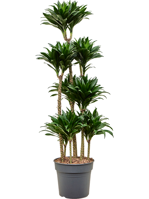 Dracaena fragrans 'Compacta' Carrousel - Foto 82523