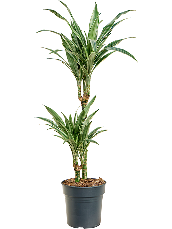 Dracaena deremensis 'Warneckei' 45-15 - Foto 82526