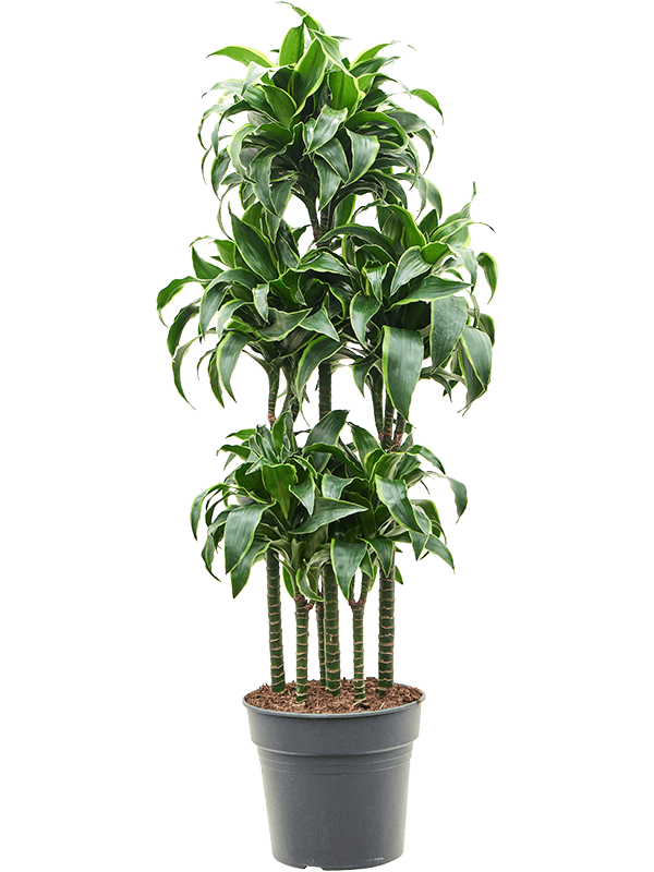 Dracaena fragrans 'Dorado' Carrousel - Foto 82528