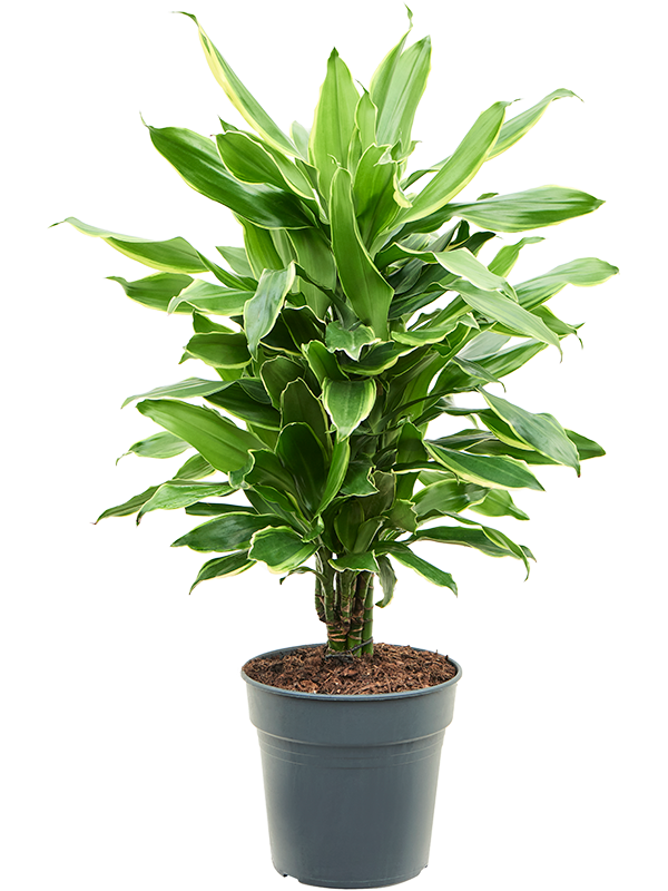 Dracaena fragrans 'Golden Coast' Branched-multi - Foto 82534