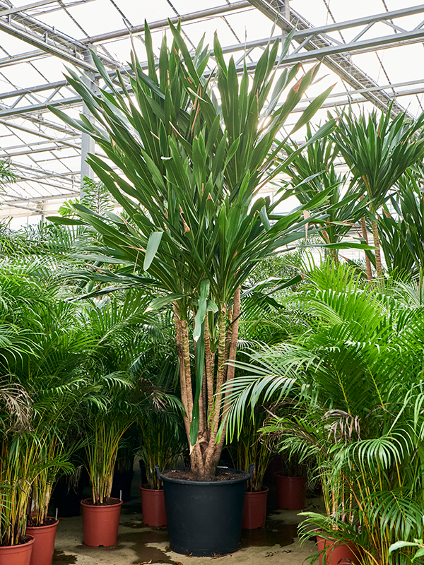 Dracaena gymea (360-420) Multi stem - Foto 82537