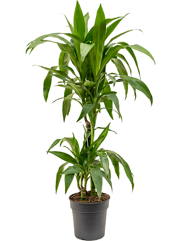 Dracaena fragrans 'Janet Craig' 45-15 - Foto 82538