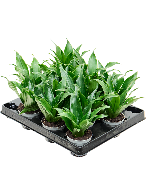 Dracaena fragrans 'Janet Craig' 12/tray Head - Foto 82539