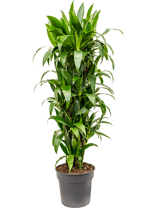 Dracaena fragrans 'Janet Craig' Branched-multi - Foto 82541