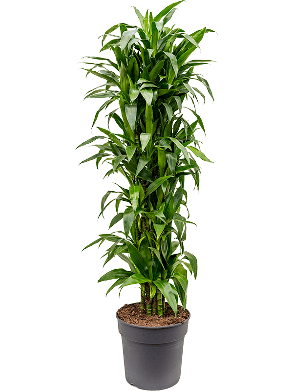 Dracaena fragrans 'Janet Craig' Branched-multi, 41441 - Foto 82542