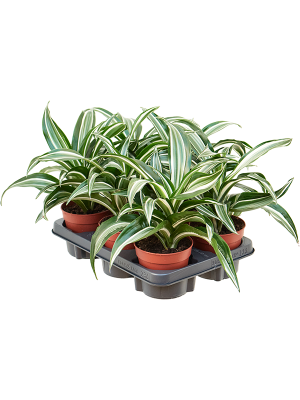 Dracaena fragrans 'Jade Jewel' 8/tray Head - Foto 82543