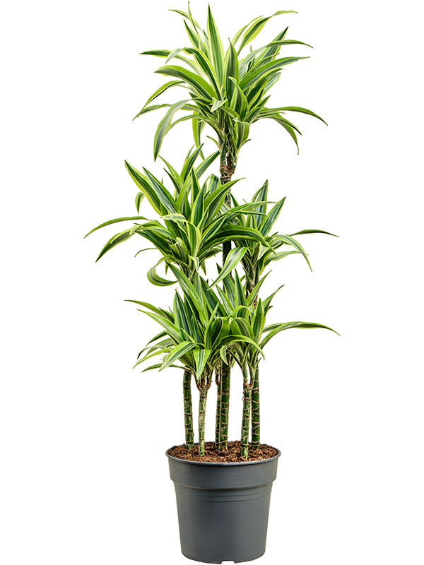 Dracaena fragrans 'Lemon Lime' Carrousel - Foto 82544