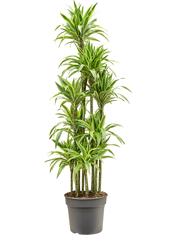 Dracaena fragrans 'Lemon Lime' Carrousel - Foto 82545