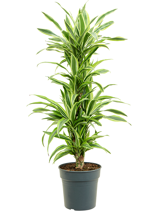 Dracaena fragrans 'Lemon Lime' 60-Carrousel - Foto 82546