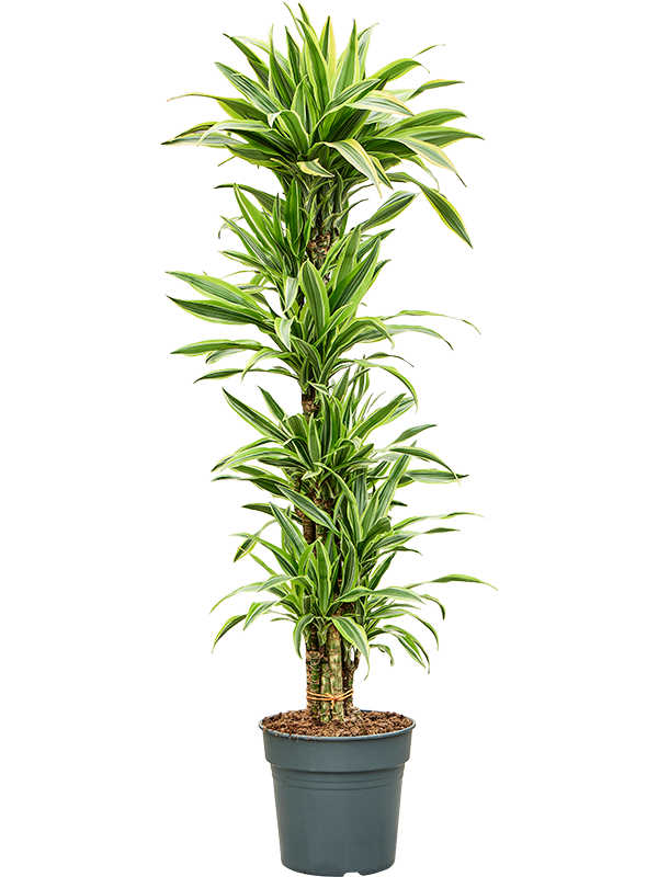 Dracaena fragrans 'Lemon Lime' 90-Carrousel - Foto 82547