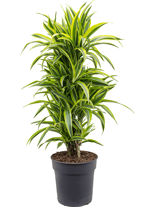 Dracaena fragrans 'Lemon Lime' Branched-multi - Foto 82548