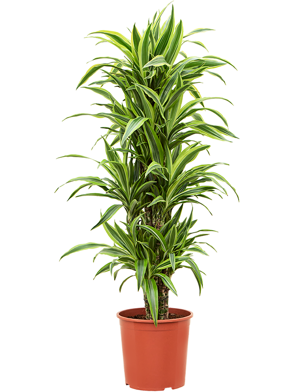 Dracaena fragrans 'Lemon Lime' Branched-multi, 41448 - Foto 82549