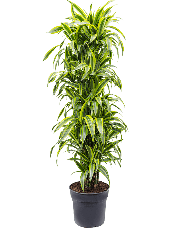 Dracaena fragrans 'Lemon Lime' Branched-multi - Foto 82550