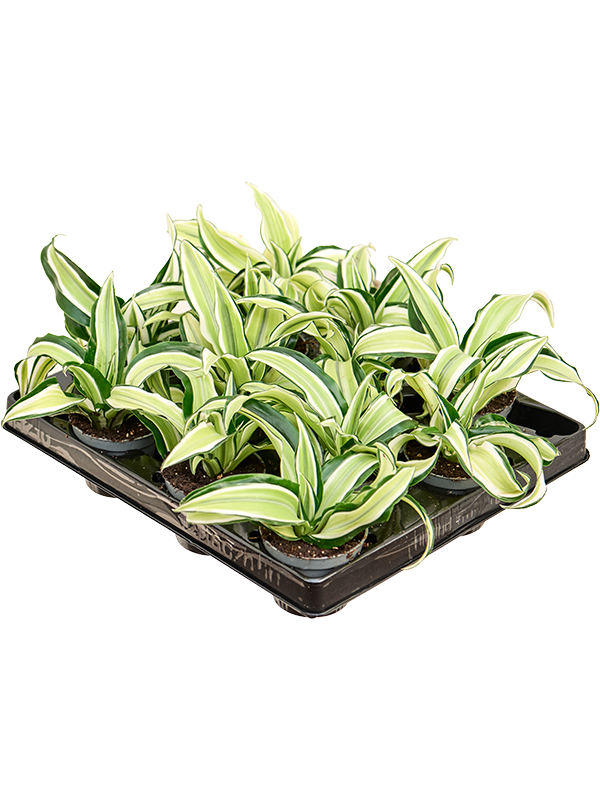 Dracaena fragrans 'Malaika' 12/tray Head - Foto 82551