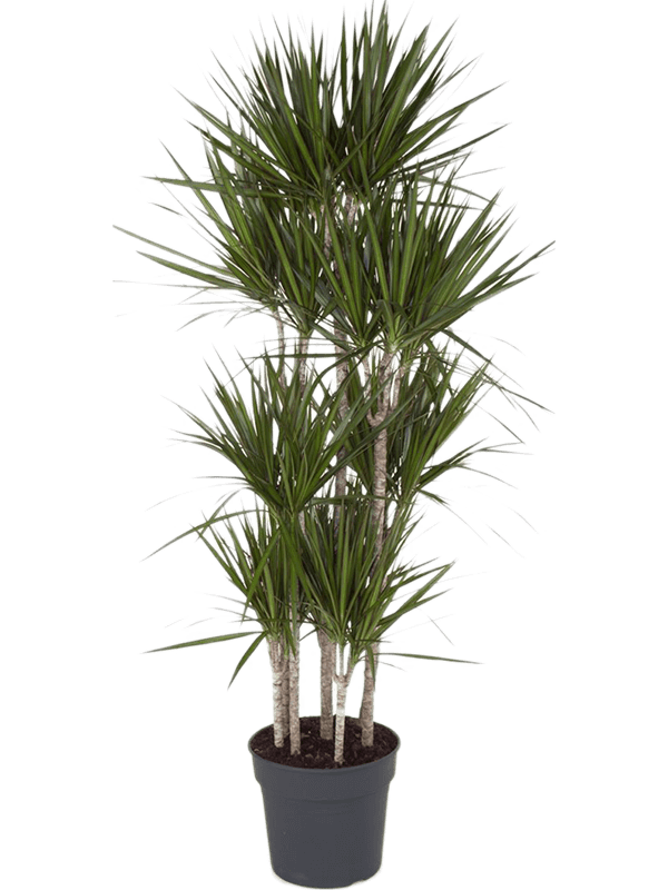 Dracaena marginata Carrousel (8pp) - Foto 82553