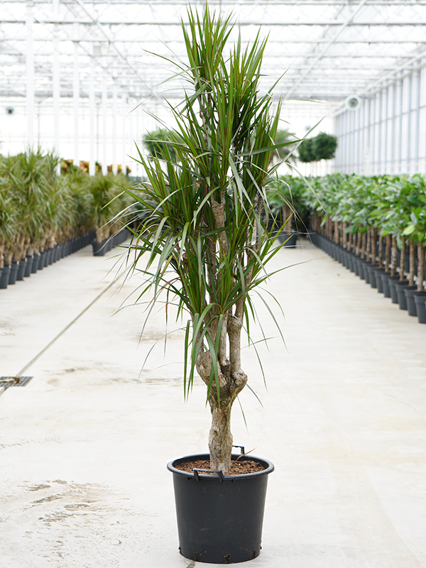 Dracaena marginata Branched - Foto 82558