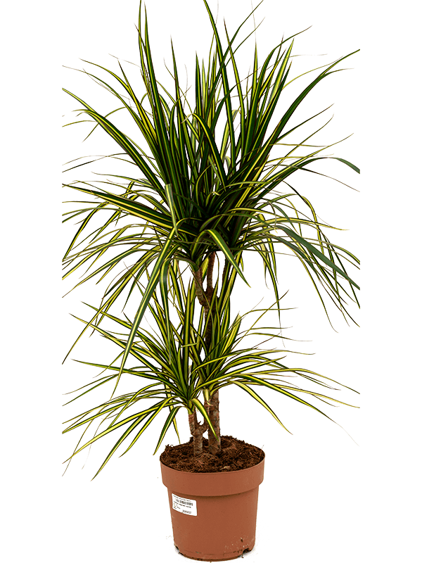 Dracaena marginata 'Sunray' 30-15 - Foto 82561