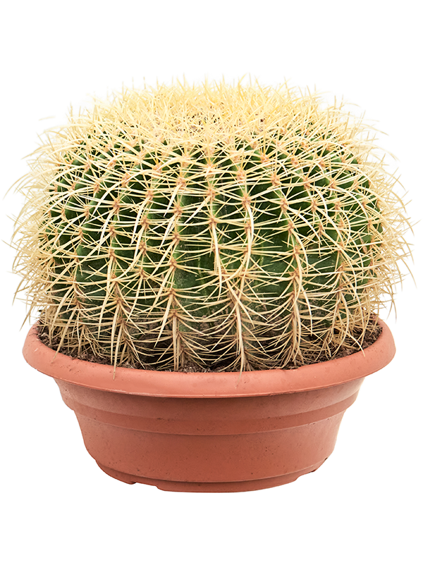 Echinocactus grusonii - Foto 82568