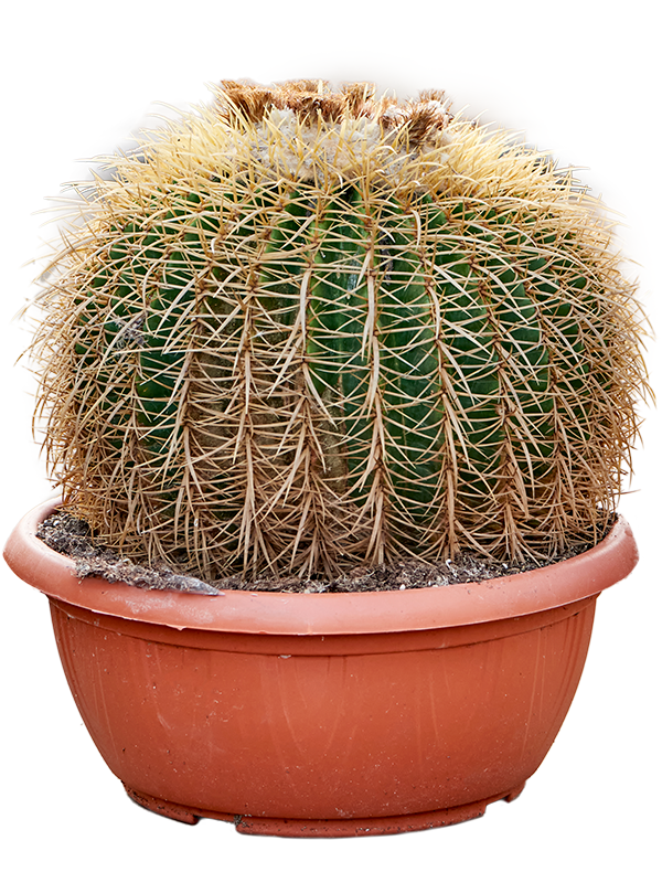 Echinocactus grusonii, 41469 - Foto 82570