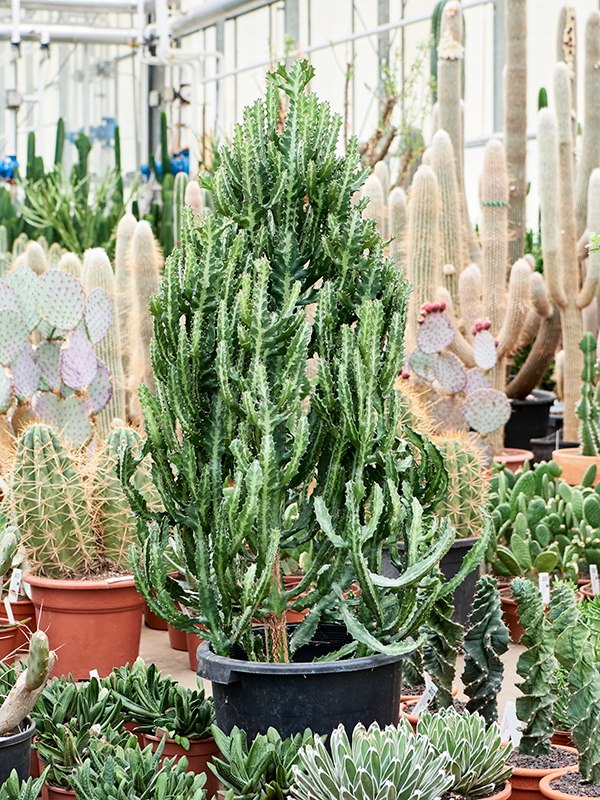 Euphorbia lactea 'Compacta' Branched - Foto 82586