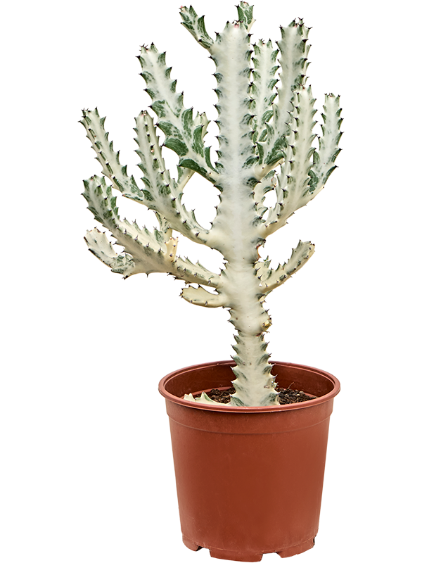 Euphorbia lactea 'Ghost' Branched - Foto 82590