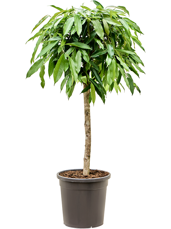 Ficus binnendijkii 'Amstel King' Stem - Foto 82603