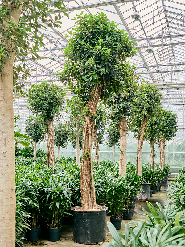 Ficus rubiginosa 'Australis' Stem - Foto 82610