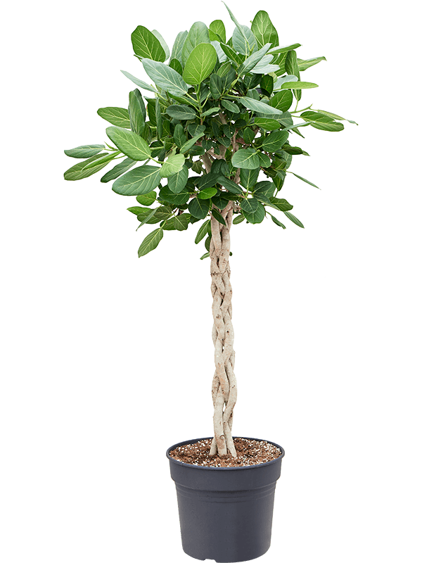 Ficus benghalensis 'Audrey' Braided Stem - Foto 82616