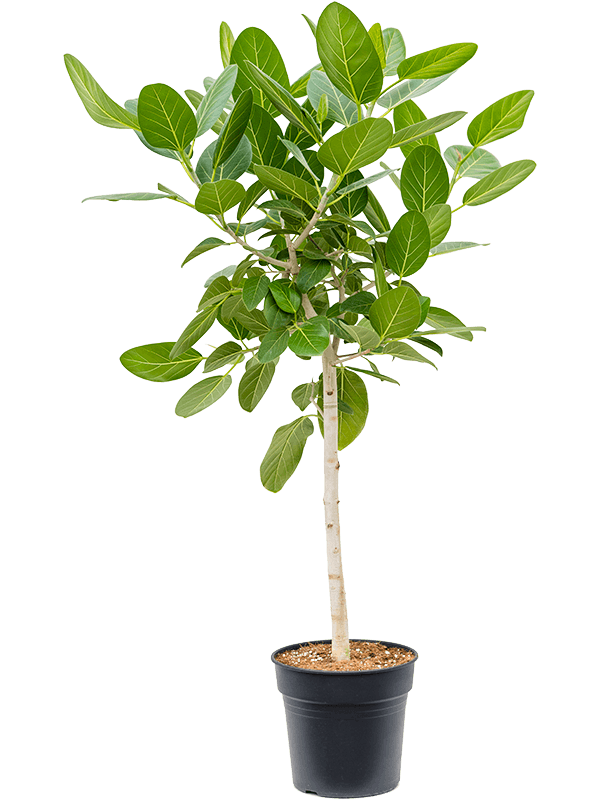 Ficus benghalensis 'Audrey' Stem - Foto 82618