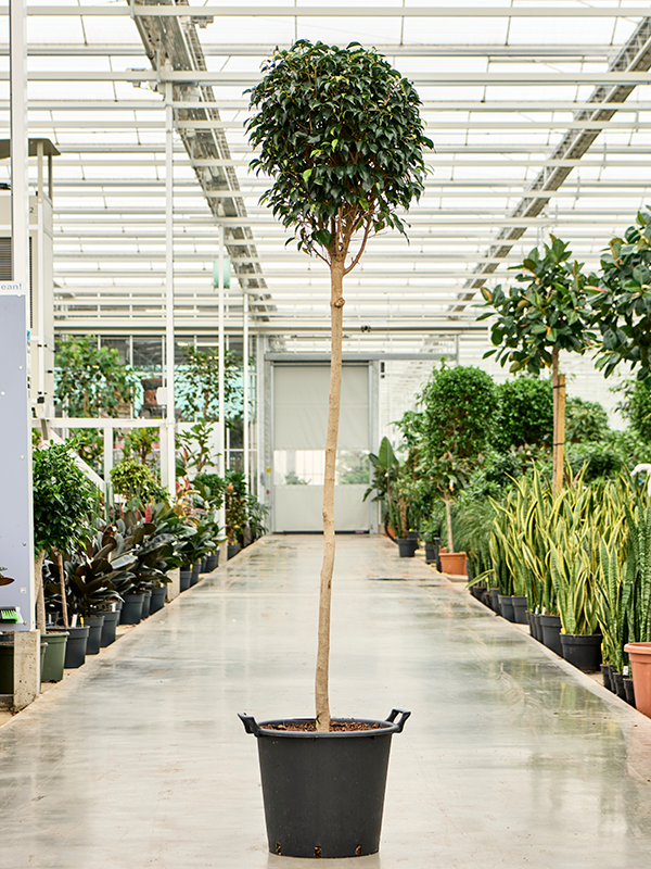 Ficus benjamina 'Danielle' Stem - Foto 82640