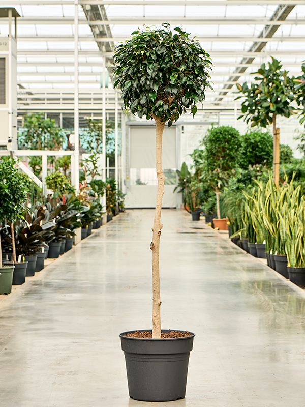 Ficus benjamina 'Danielle' Stem - Foto 82641