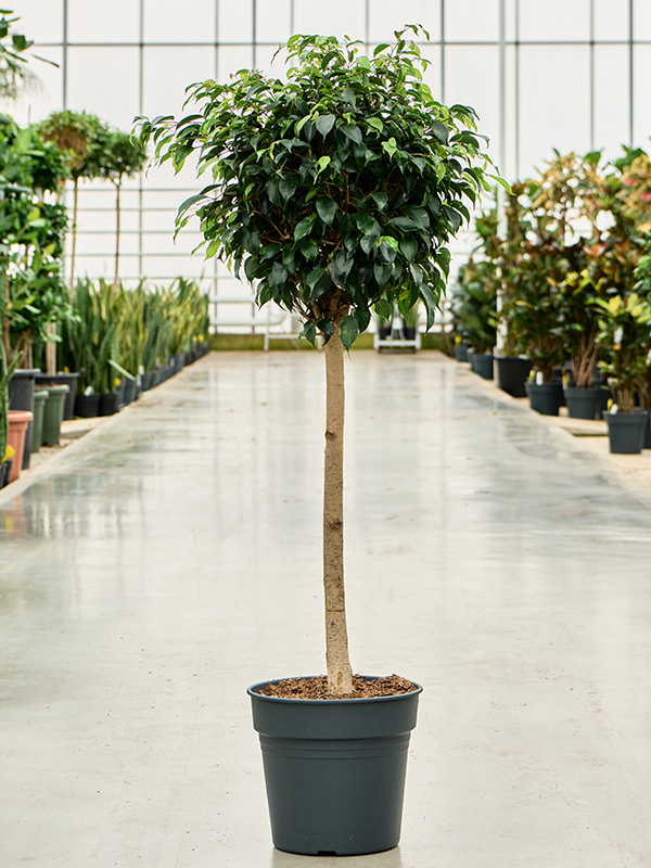 Ficus benjamina 'Danielle' Stem - Foto 82644