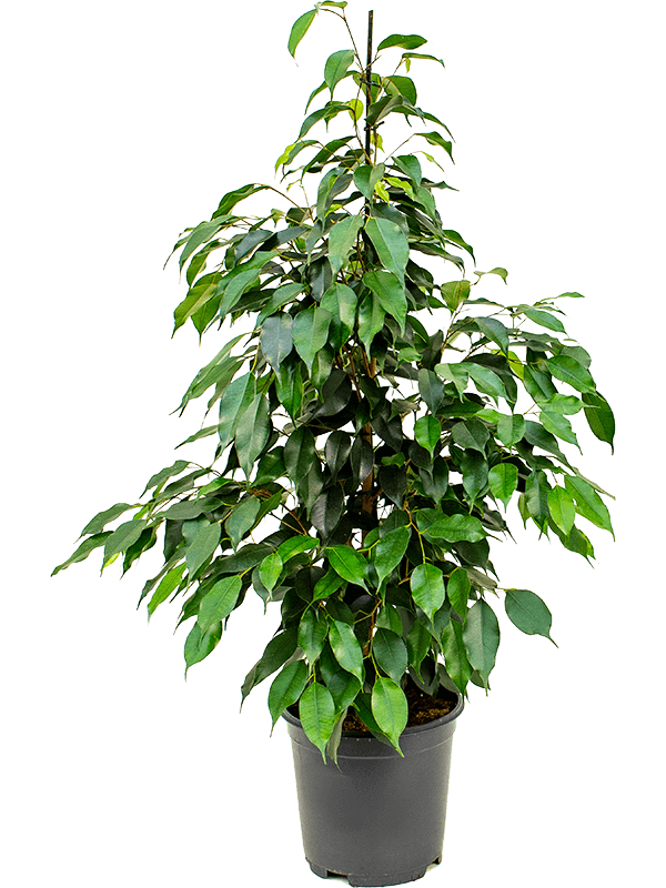 Ficus benjamina 'Danielle' Tuft, 41544 - Foto 82645