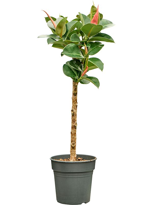 Ficus elastica 'Cloe' Stem - Foto 82655