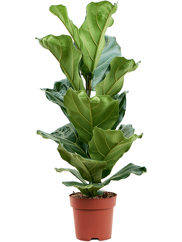 Ficus lyrata 1pp, 41558 - Foto 82659