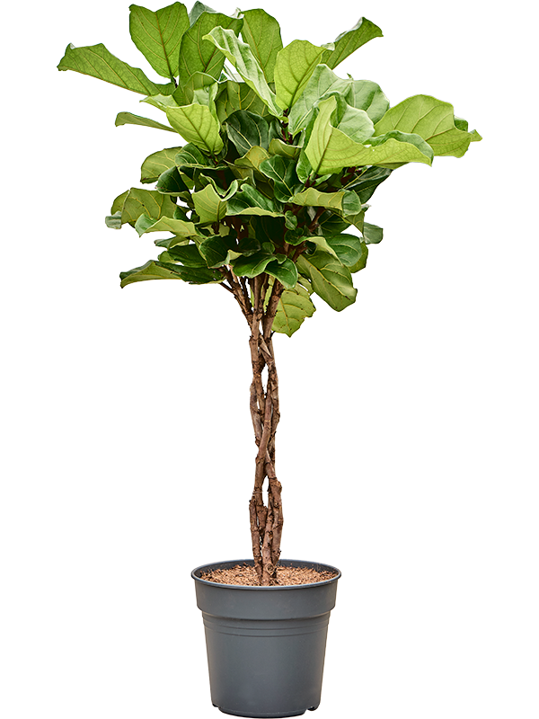 Ficus lyrata Stem braided - Foto 82661