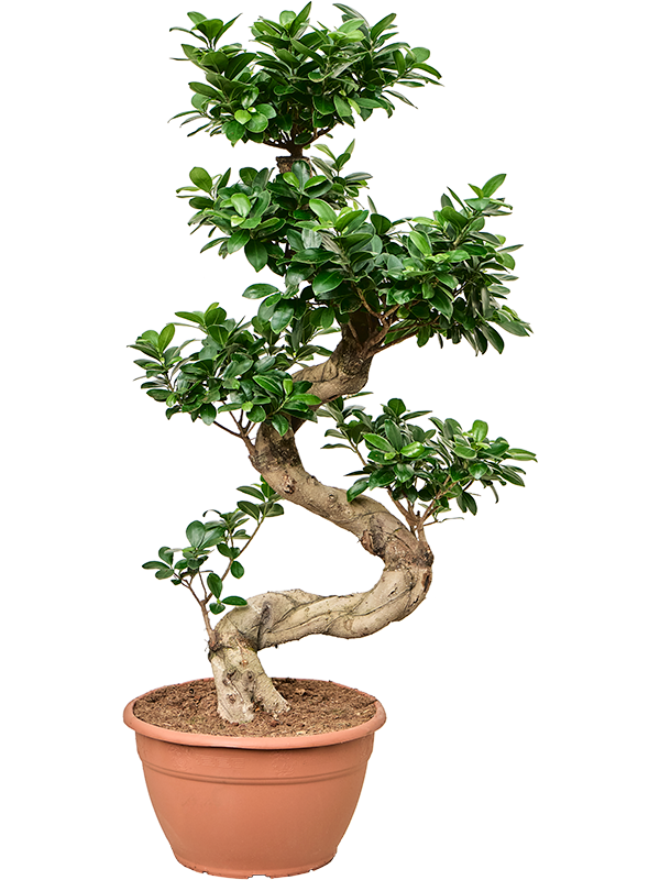 Ficus microcarpa 'Compacta' S-Stam - Foto 82672