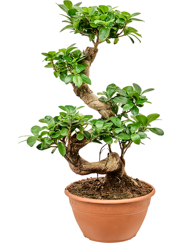 Ficus microcarpa 'Compacta' S-Stam - Foto 82673