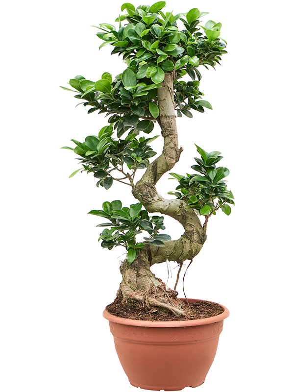 Ficus microcarpa 'Compacta' S-stam - Foto 82674